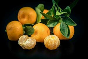 The Calamondin Orange nitro fortunella macrocarpa is a hybrid of mandarin an cumquat photo
