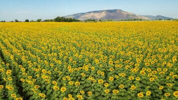 aéreo foto desde dron hermosa girasol campo en verano con azul cielo y blanco nublado a podar buri provincia, tailandia