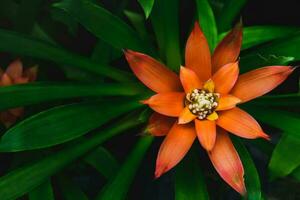 hermosa rojo bromelia flor en parte superior vista, foto