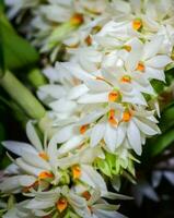 White wild orchid in forest, rare orchid photo