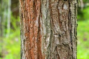Background of Sophora bark. Detail of the bark of Sophora - Latin name - Sophora japonica pendula. photo