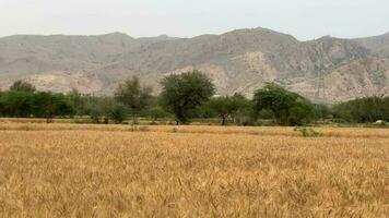 proche en haut de blé oreilles sur lumière vent à ensoleillé jour.. blé agriculture récolte secteur agroalimentaire concept. marcher dans grand blé champ. grand récolte de blé dans été sur le champ paysage mode de vie video