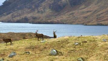 Majestic Red Deer Stags in the Scottish Highlands Aerial View video