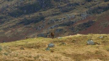 majestuoso rojo ciervo ciervos en el escocés tierras altas video