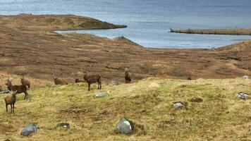 rouge cerf cerfs dans le Écossais hauts plateaux video