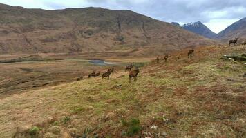 rojo ciervo ciervos en el escocés tierras altas video