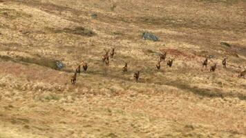 majestätisch rot Hirsch Hirsch Herde im Schottland Antenne Aussicht video