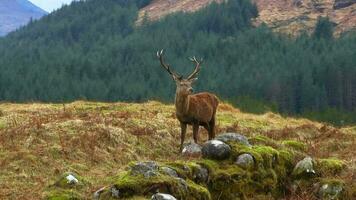 majestätisch rot Hirsch Hirsche im das schottisch Hochland Antenne Aussicht video