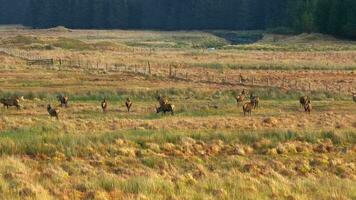 majestueus rood hert herten in de Schots hooglanden antenne visie video