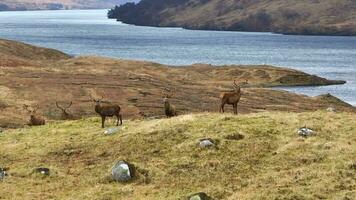 majestuoso rojo ciervo ciervos en el escocés tierras altas aéreo ver video