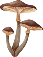 watercolor mushroom clip art png