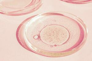 Petri dish. Petri's cup with liquid. Chemical elements, oil, cosmetics. Gel, water, molecules, viruses. Close-up. On a pink background. photo