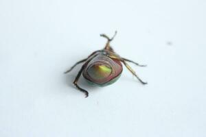 Macro shot of a beetle, Image of bug on the ground. Insect Animal.Cetonia aurata on a white background in the wild. photo