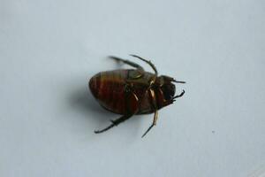 macro Disparo de un escarabajo, imagen de error en el suelo. insecto animal.cetonia aurata en un blanco antecedentes en el salvaje. foto
