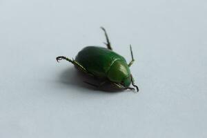 macro Disparo de un escarabajo, imagen de error en el suelo. insecto animal.cetonia aurata en un blanco antecedentes en el salvaje. foto