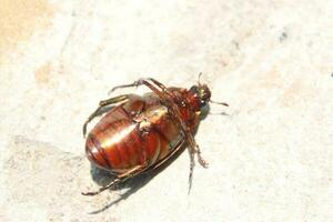 Macro shot of a beetle, Image of bug on the ground. Insect Animal.Cetonia aurata on a white background in the wild. photo