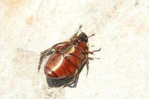 Macro shot of a beetle, Image of bug on the ground. Insect Animal.Cetonia aurata on a white background in the wild. photo