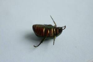 macro Disparo de un escarabajo, imagen de error en el suelo. insecto animal.cetonia aurata en un blanco antecedentes en el salvaje. foto