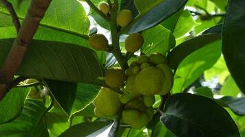 fermer de dheu fruit. une branche de une déwa arbre, des fruits, et ses feuilles. dheu arbre palier vert des fruits. video