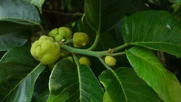 Nahansicht von dheu Frucht. ein Ast von ein dewa Baum, Früchte, und es ist Blätter. dheu Baum Lager unreif Früchte. video