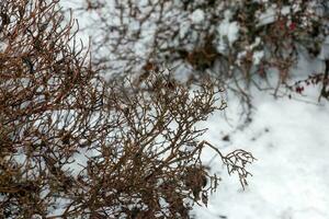 jazmín arbusto debajo el nieve en invierno. el desnudo ramas de el planta son cubierto con mullido nieve. el latín nombre es philadelphus limón o philadelphus yo foto