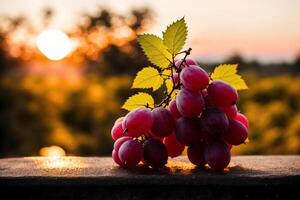 Bunch of grapes on a table in a vineyard at sunset photo