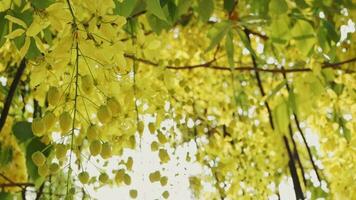 Golden shower tree,Beautiful bunches of yellow flowers hanging during the summer are common in Asia, including Thailand,seasonal blooming golden yellow flower wallpaper background, video