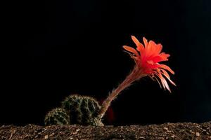 Close up fullboom flower of cactus photo