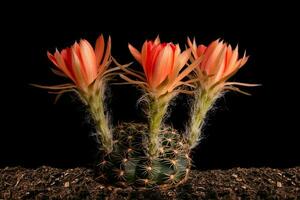 Close up fullboom flower of cactus photo