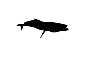 Cobia Fish Silhouette, also known as black kingfish, black salmon, ling, lemonfish, crabeater, prodigal son, codfish, and black bonito. Vector Illustration