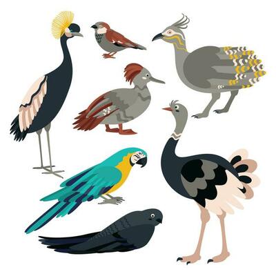 Set of birds crane, sparrow,  tinamou, duck, parrot, swift, ostrich.