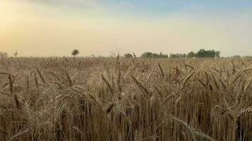 cerca arriba de trigo orejas en ligero viento a soleado día.. trigo agricultura cosecha agronegocios concepto. caminar en grande trigo campo. grande cosecha de trigo en verano en el campo paisaje estilo de vida video
