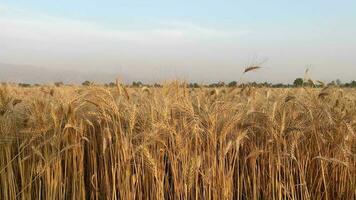 fechar acima do trigo orelhas em luz vento às ensolarado dia.. trigo agricultura colheita agronegócio conceito. andar dentro ampla trigo campo. ampla colheita do trigo dentro verão em a campo panorama estilo de vida video