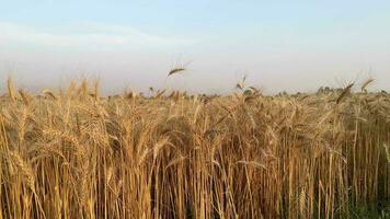proche en haut de blé oreilles sur lumière vent à ensoleillé jour.. blé agriculture récolte secteur agroalimentaire concept. marcher dans grand blé champ. grand récolte de blé dans été sur le champ paysage mode de vie video