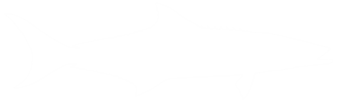 Cobia Fish Silhouette, also known as black kingfish, black salmon, ling, lemonfish, crabeater, prodigal son, codfish, and black bonito. Format PNG