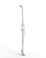 OS anatomie squelette corps partie Humain médical santé se soucier douleur la biologie science arthrite radiographie blessure jambe maladie blanc Couleur orthopédique le genou pied muscle physique la personne mal hôpital femur.3d rendre png