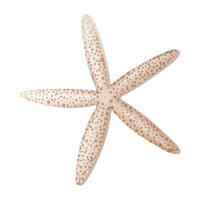 Beige starfish on a white background. Mollusk vector illustration.Beach,sea illustration. Suitable for decor, stickers, prints.