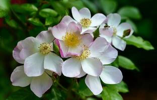 lyda rosa' arbusto en jardín foto