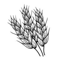 Wheat ears vector icon. Sketch of barley, rice, oat. Field plant harvest, farm organic grain. Hand drawn illustration isolated on white. A bunch of agricultural plant. Clipart for packaging, logo, web