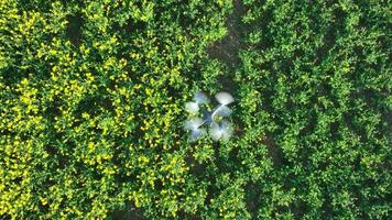 Vogel Auge Aussicht von ein Drohne fliegend Über ein Bauernhof Ernte Sammeln Daten video