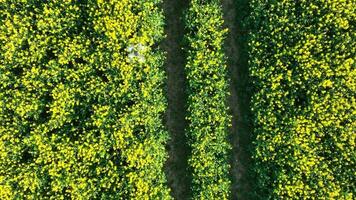 Bird's Eye View of a Drone Flying Over a Farm Crop Collecting Data video