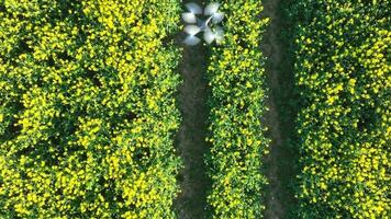 Drohne Tragen aus landwirtschaftlich Arbeit Sammeln Daten Über Pflanze Gesundheit video