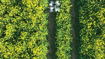 Drone Carrying Out Agricultural Work Collecting Data About Plant Health video