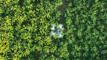 Vogel Auge Aussicht von ein Drohne fliegend Über ein Bauernhof Ernte Sammeln Daten video