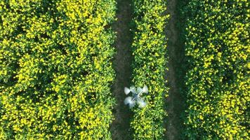 Agricultural Drone Flying Over A Field Capturing Crop Data For Harvest Yield video