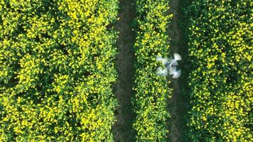 Drohne Tragen aus landwirtschaftlich Arbeit Sammeln Daten Über Pflanze Gesundheit video