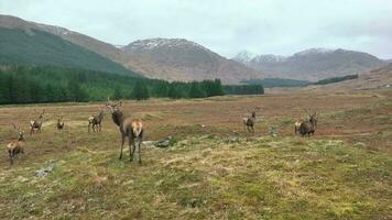 ein Herde von rot Hirsch Hirsche im Schottland im schleppend Bewegung video