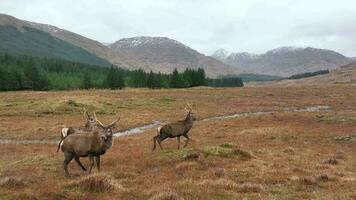 rouge cerf cerf troupeau dans lent mouvement video