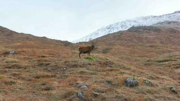 majestueux rouge cerf cerf dans Écosse lent mouvement video