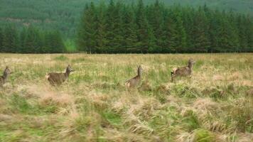 ein Herde von rot Hirsch Hintern Laufen im das schottisch Hochland im schleppend Bewegung video
